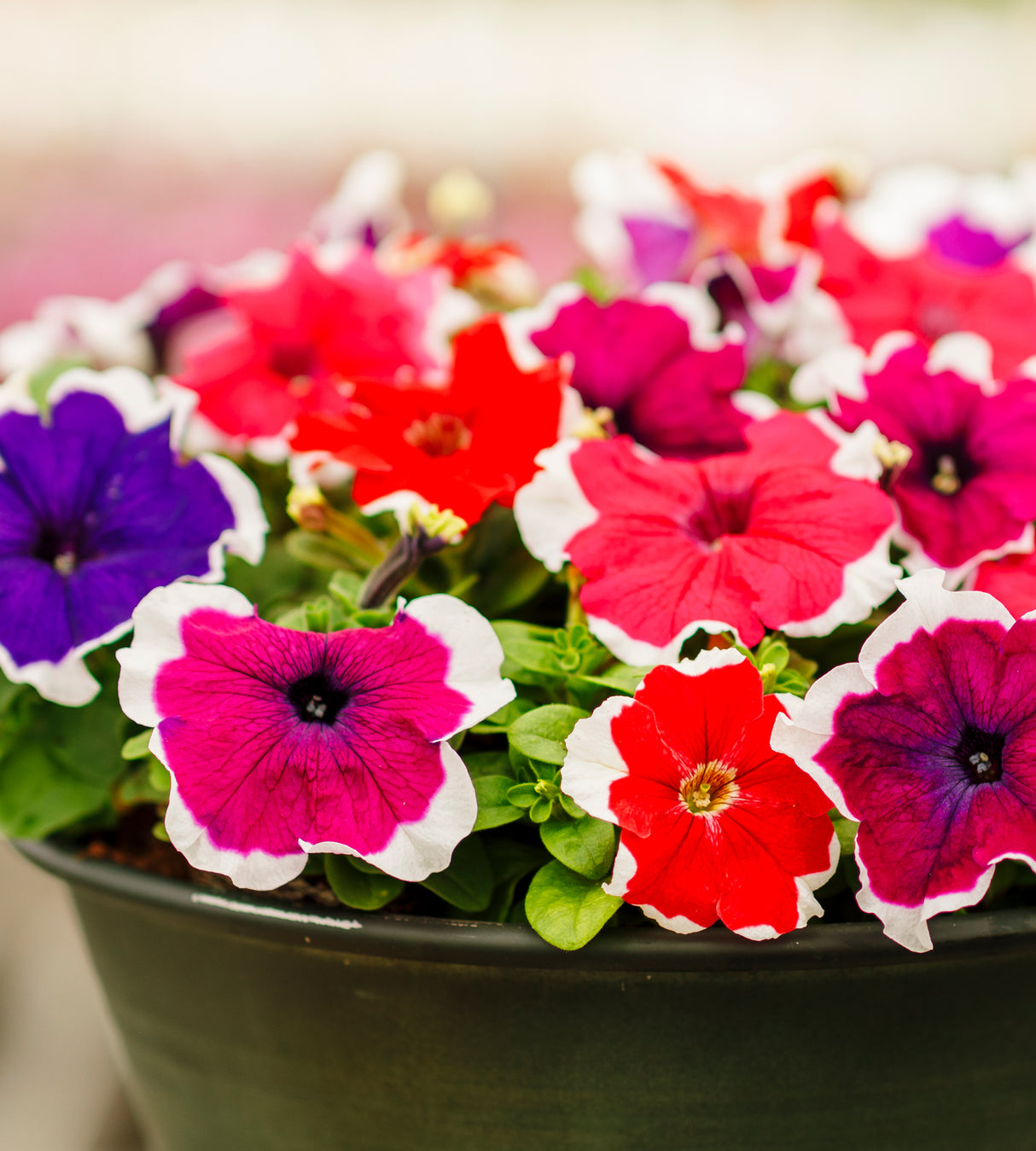 Petunia ’Parade Picotee Mix' 24 kpl