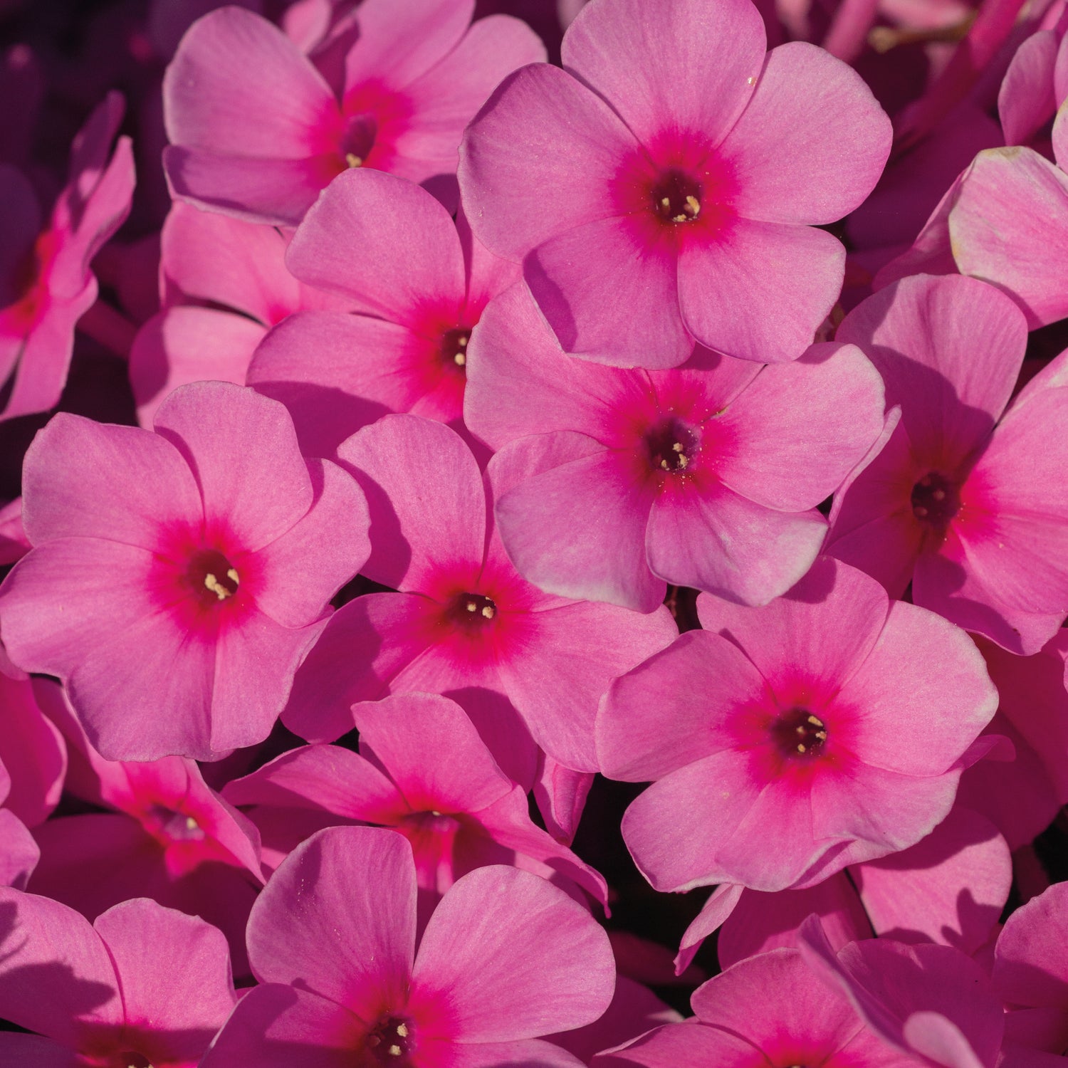 3 kpl Syysleimu 'Famous Pink'