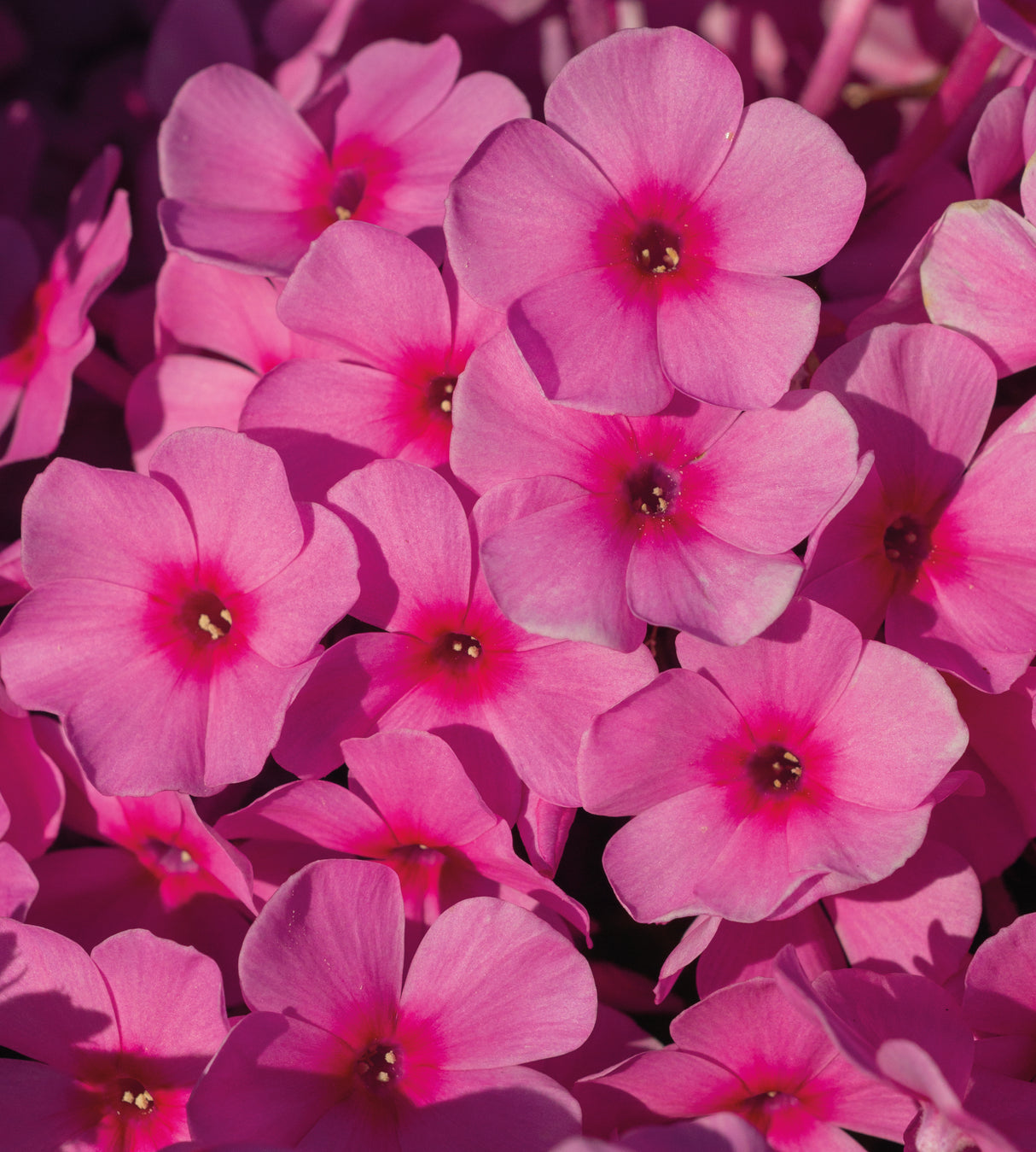 3 kpl Syysleimu 'Famous Pink'