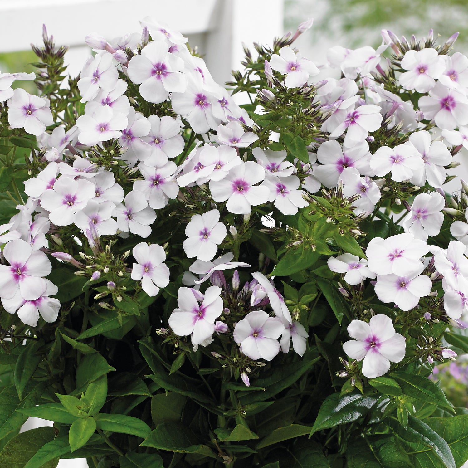 3 kpl Syysleimu 'Famous White with Eye'