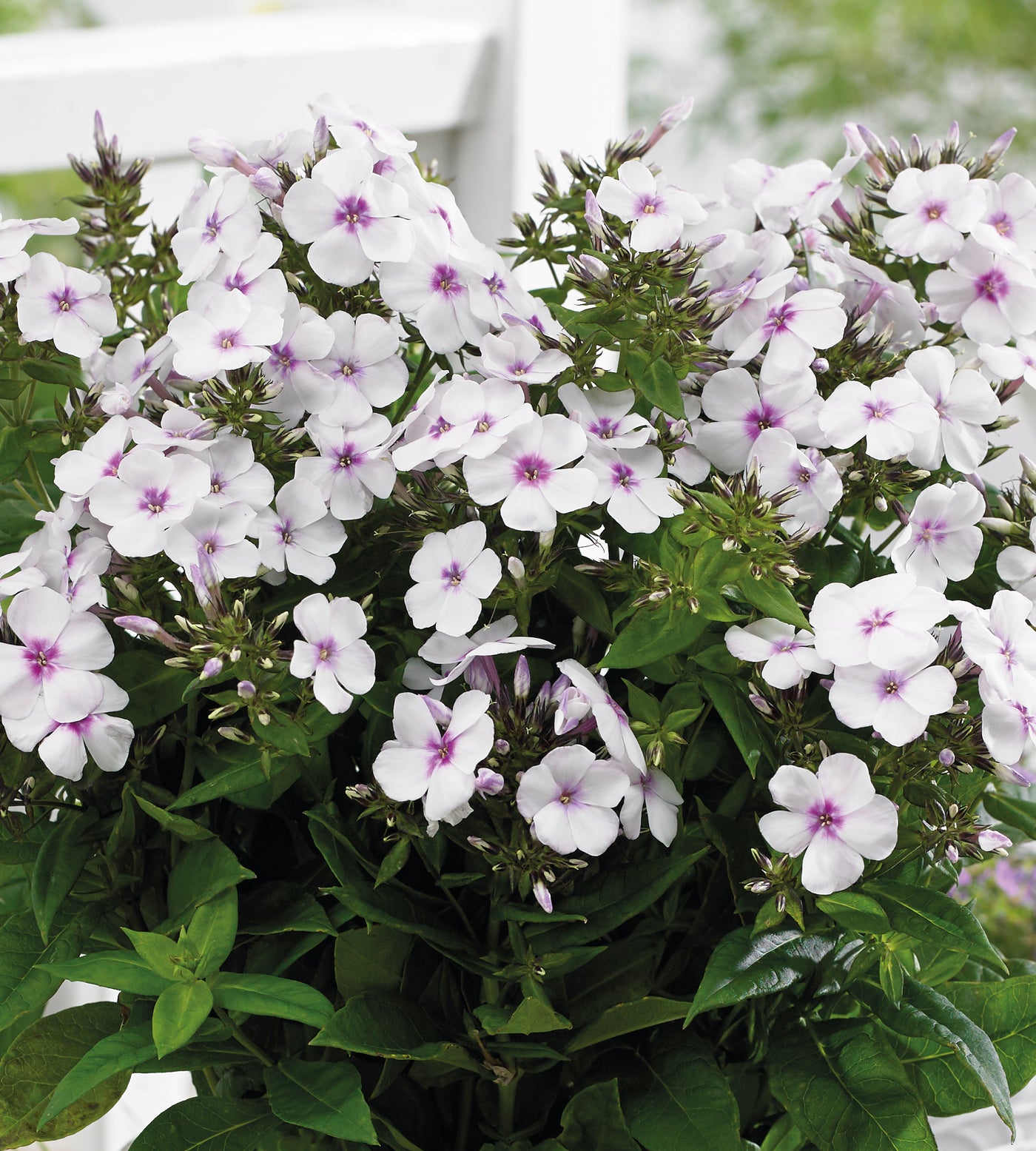 3 kpl Syysleimu 'Famous White with Eye'