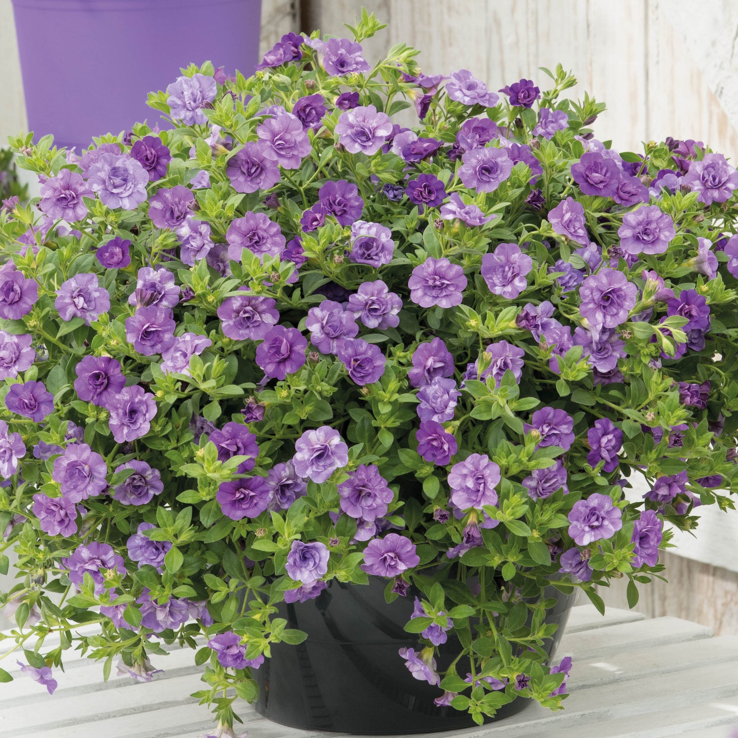 4 kpl Miljoonakello 'Double Blue'