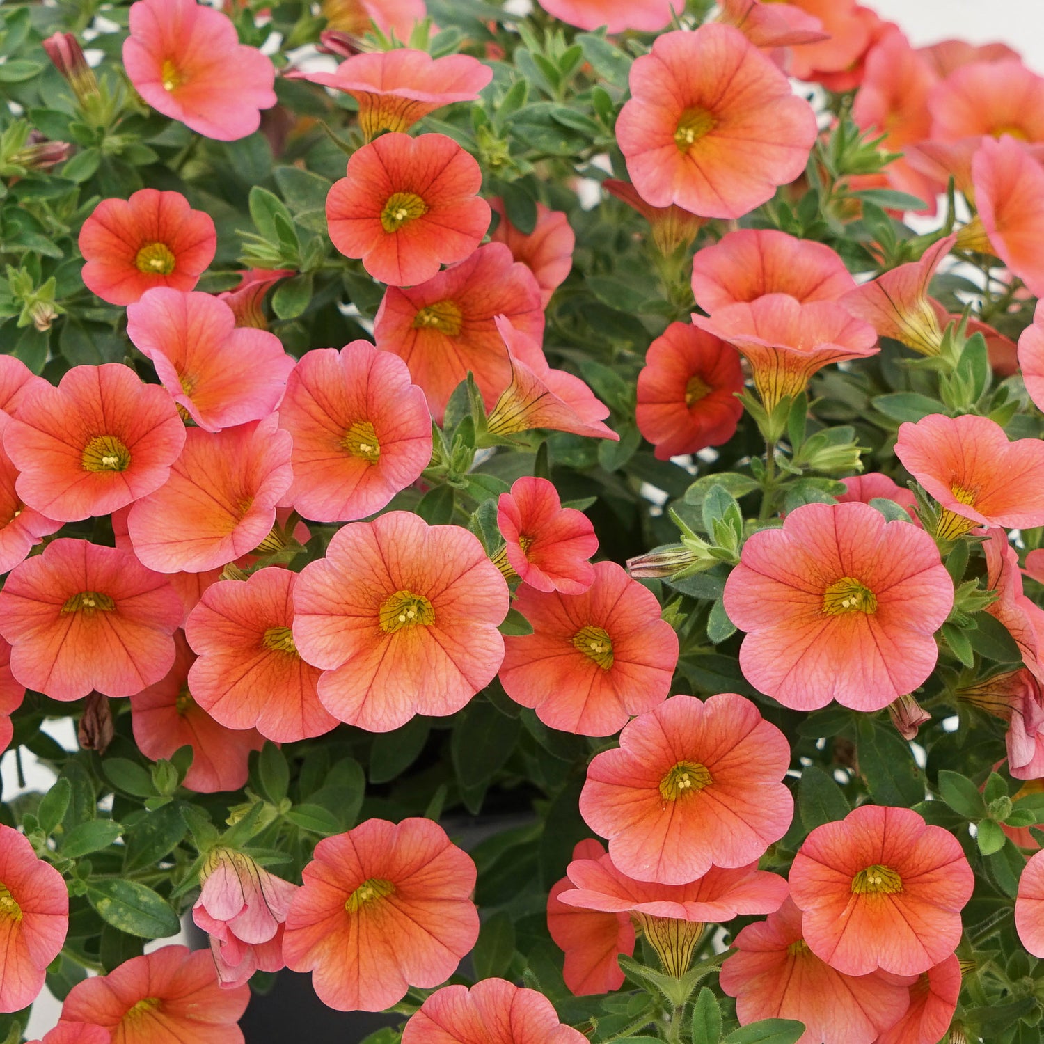 5 kpl Miljoonakello 'Neo Orange'