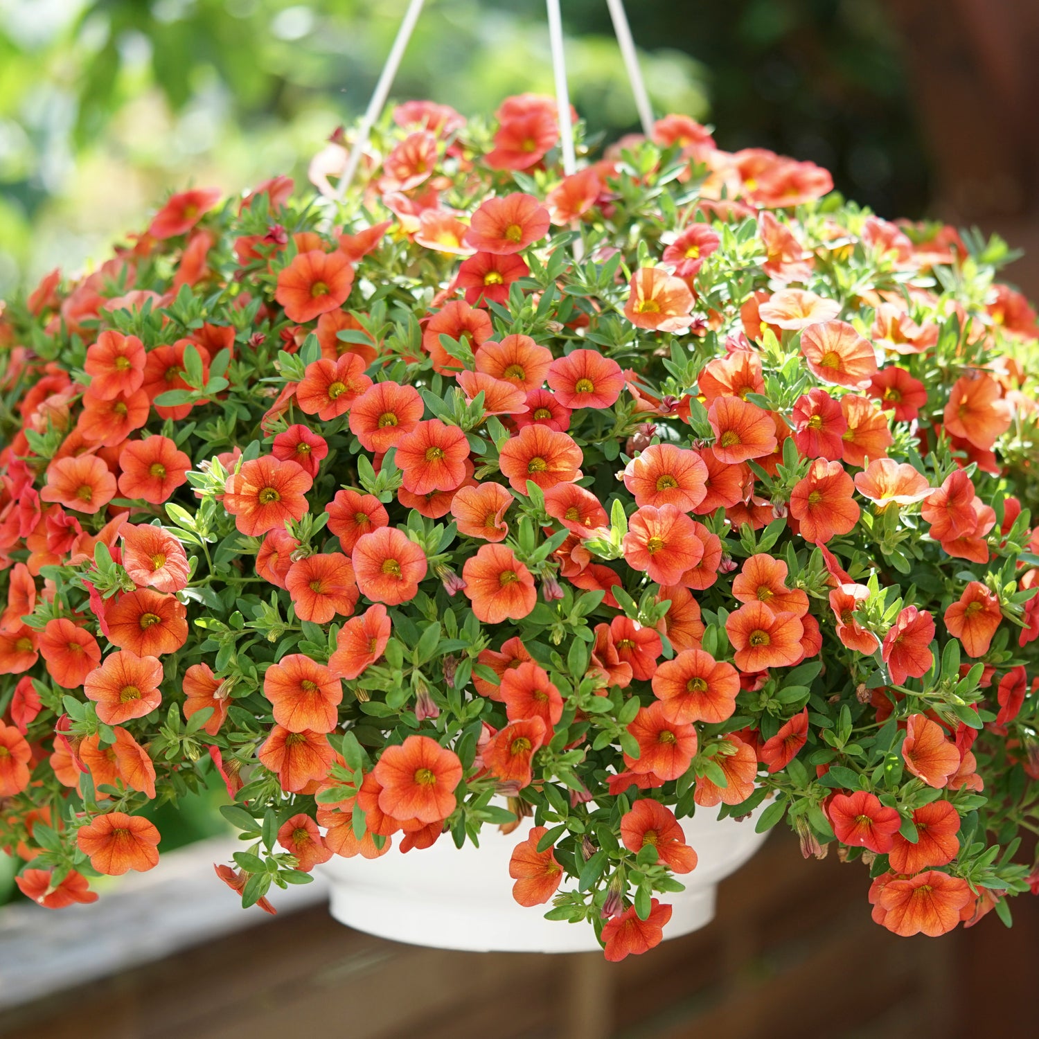 5 kpl Miljoonakello 'Neo Orange'