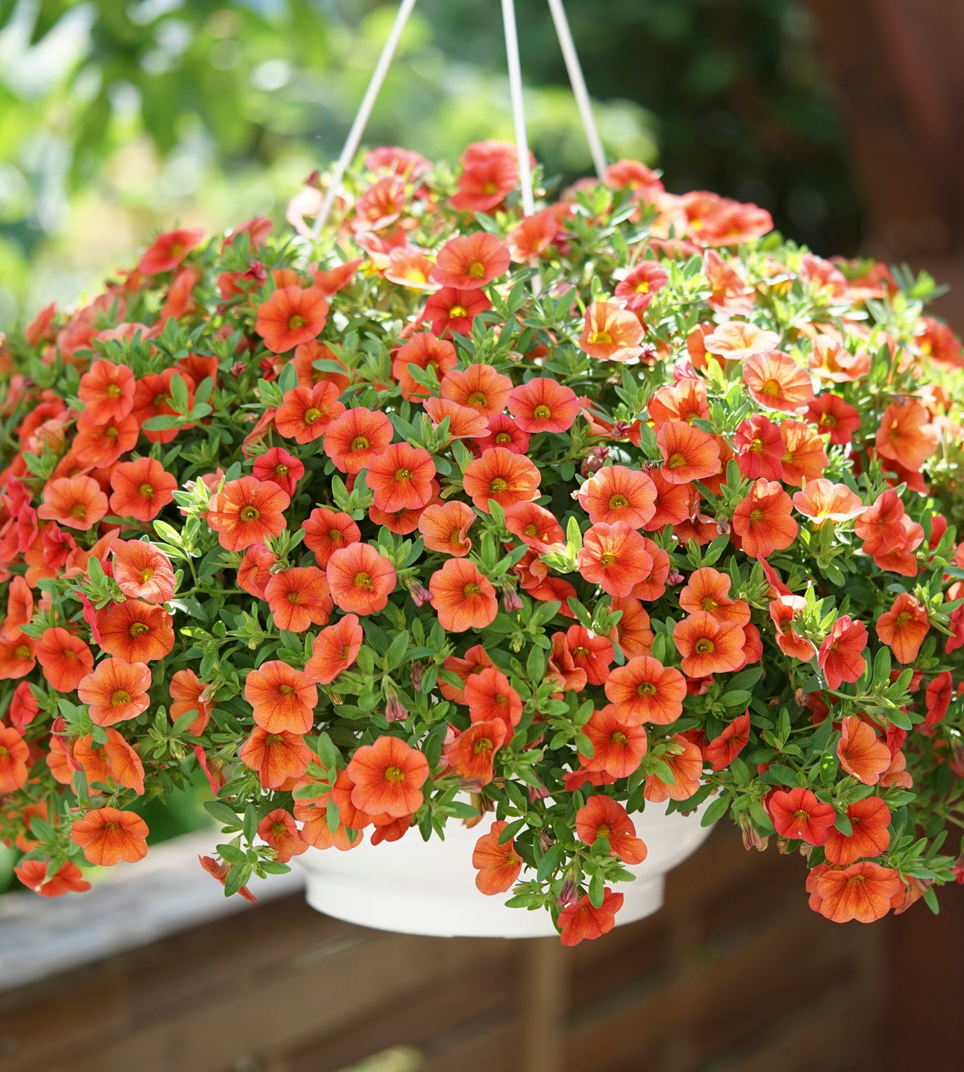 Java Neo Orange Miljoonakello 'Neo Orange' 5 kpl – Puutarha.com