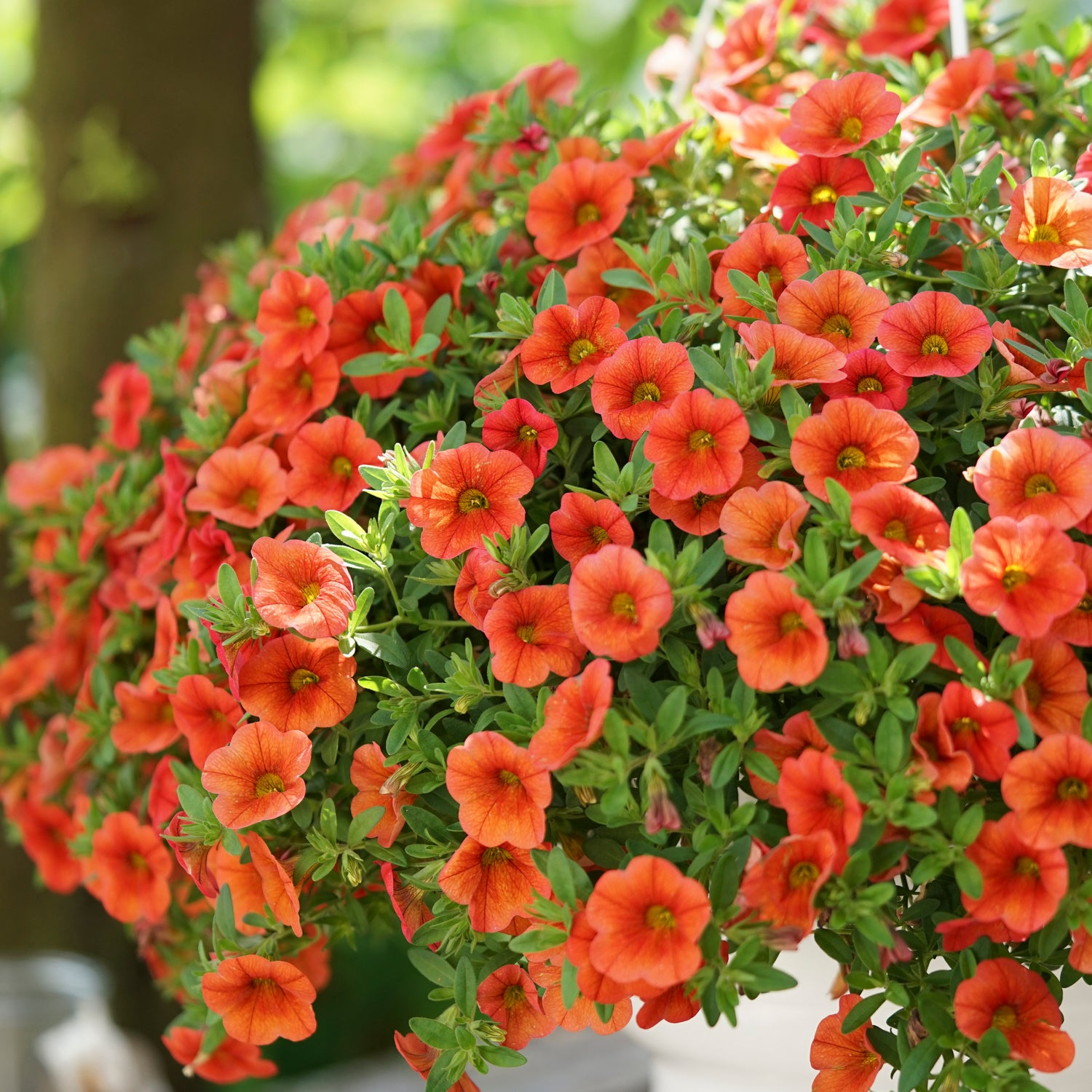 5 kpl Miljoonakello 'Neo Orange'