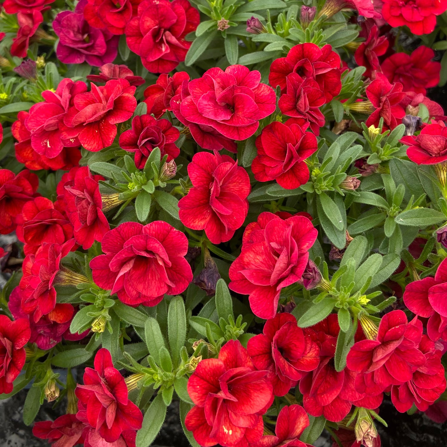 5 kpl Miljoonakello 'Uno Double Red'