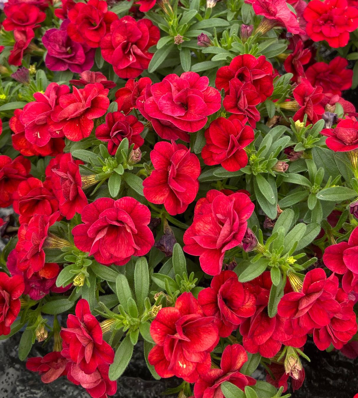 5 kpl Miljoonakello 'Uno Double Red'
