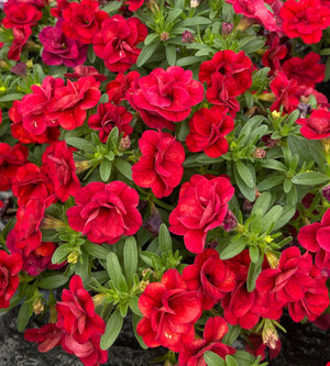 5 kpl Miljoonakello 'Uno Double Red'