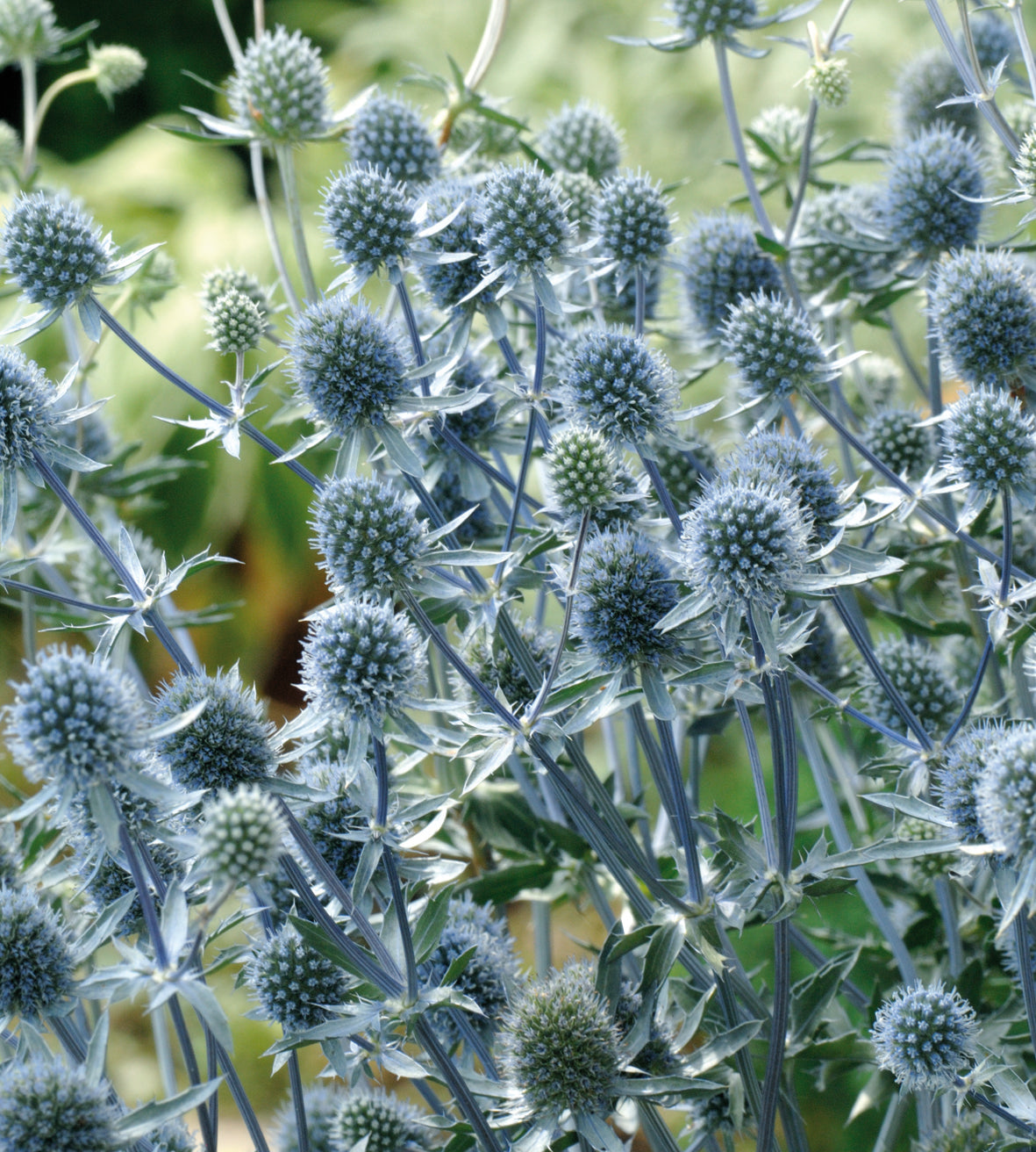 Sinipiikkiputki 'Hobbit Blue' 3 kpl