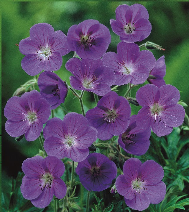 3 kpl Loistokurjenpolvi 'Johnson's Blue'