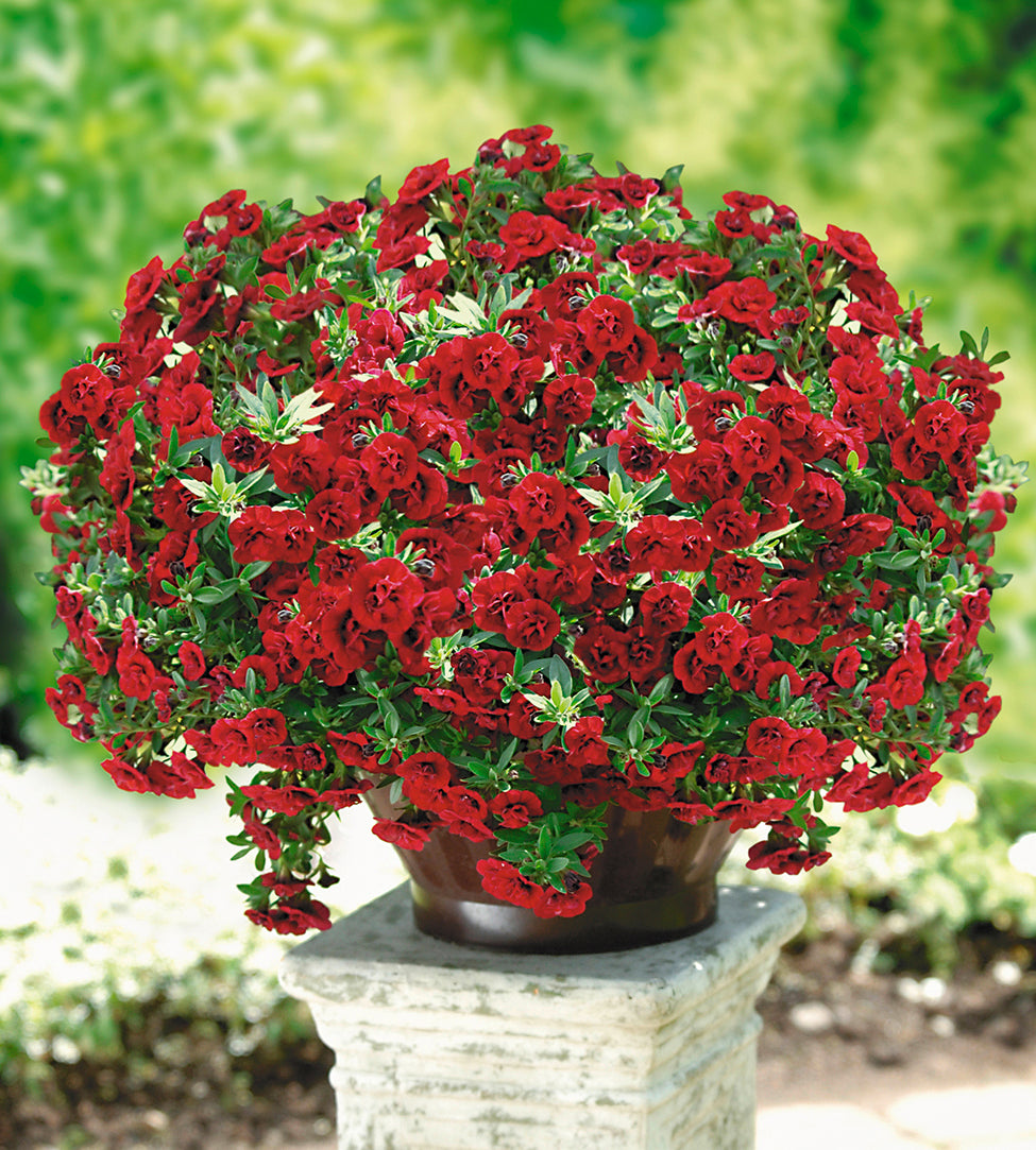 5 kpl Miljoonakello 'Uno Double Red'