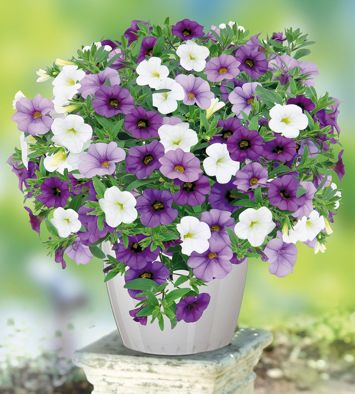 Miljoonakello  'Voltaire' 4 kpl