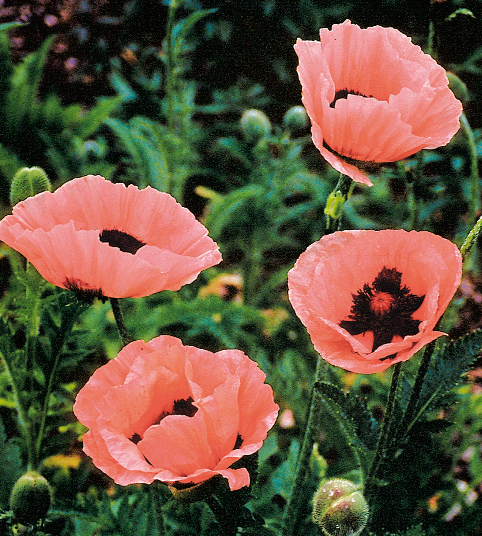 3 kpl Idänunikko 'Princess Victoria Louise'