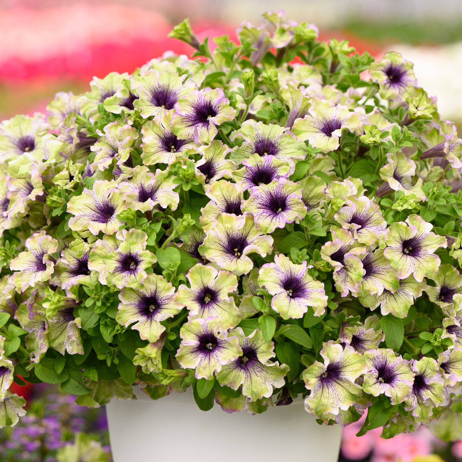 Petunia ’Amazonas Plum Cockatoo' 4 kpl