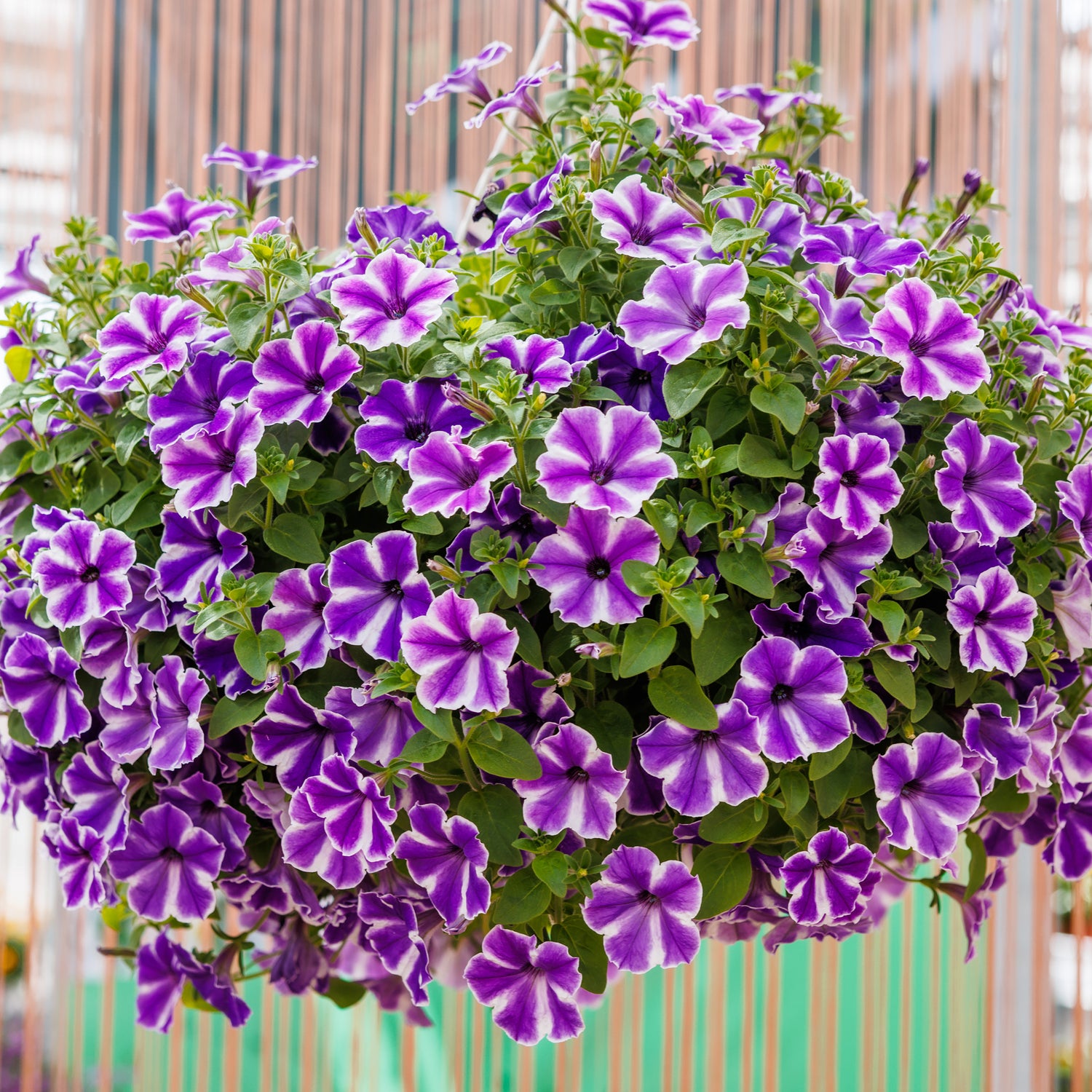 4 kpl Petunia ’Lagoon Blue Star'
