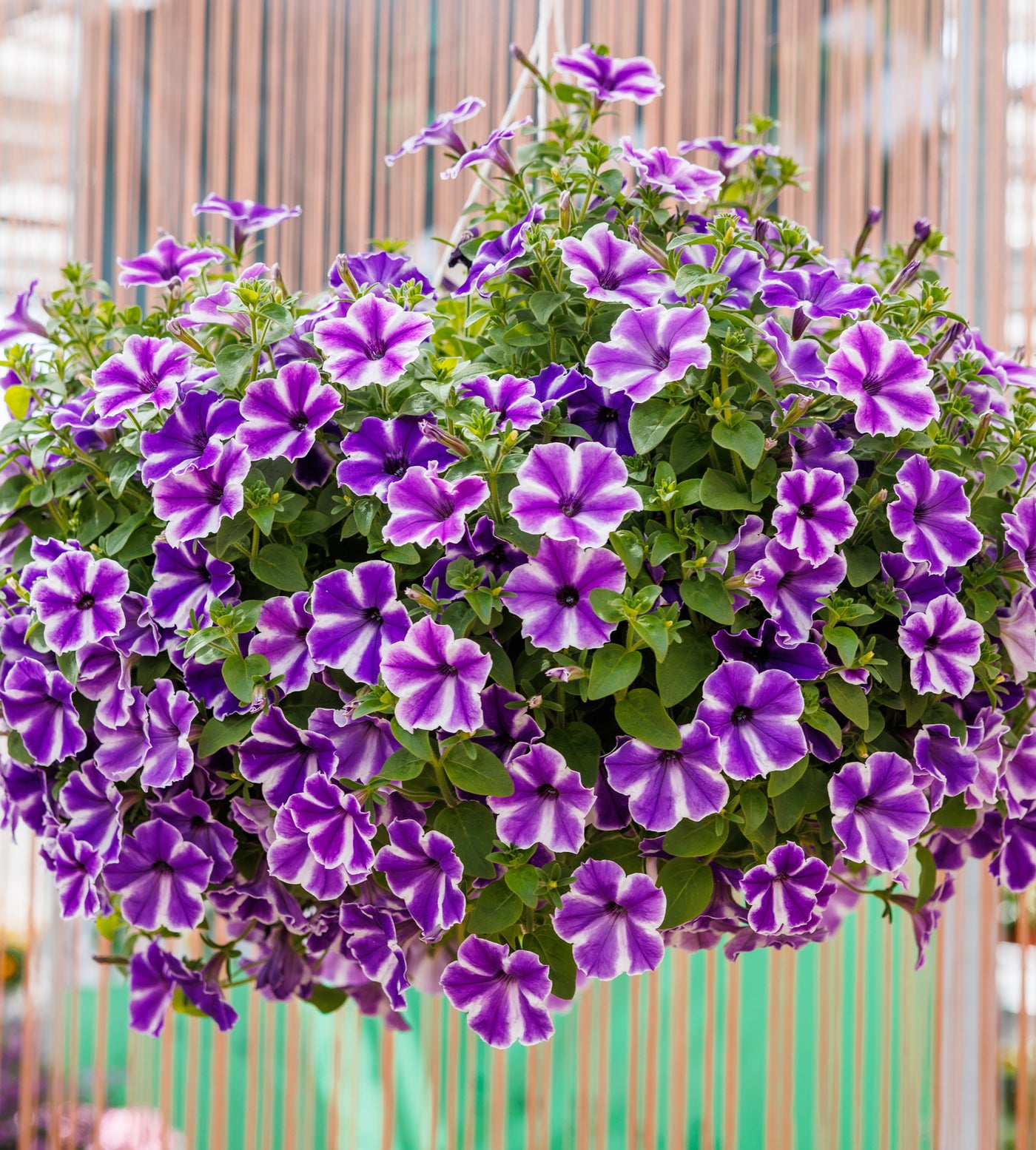 4 kpl Petunia ’Lagoon Blue Star'