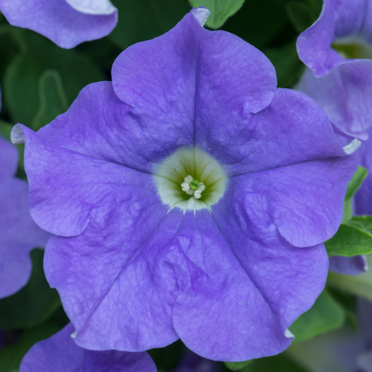 Petunia ’Fanfare Sky Blue' 4 kpl