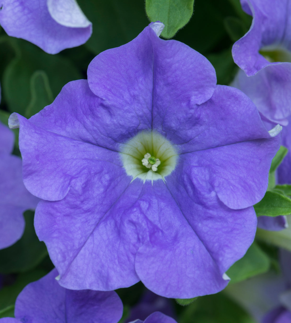Petunia ’Fanfare Sky Blue' 4 kpl