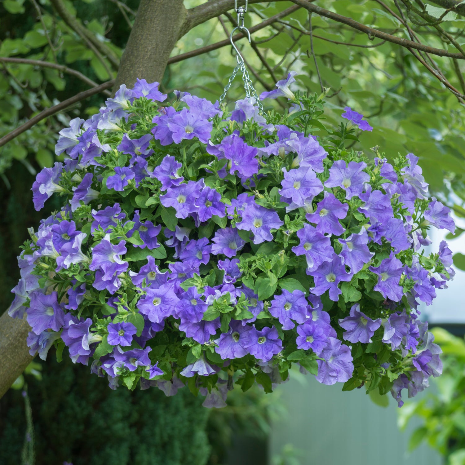 Petunia ’Fanfare Sky Blue' 4 kpl