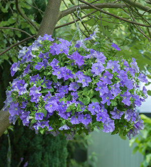 Petunia ’Fanfare Sky Blue' 4 kpl