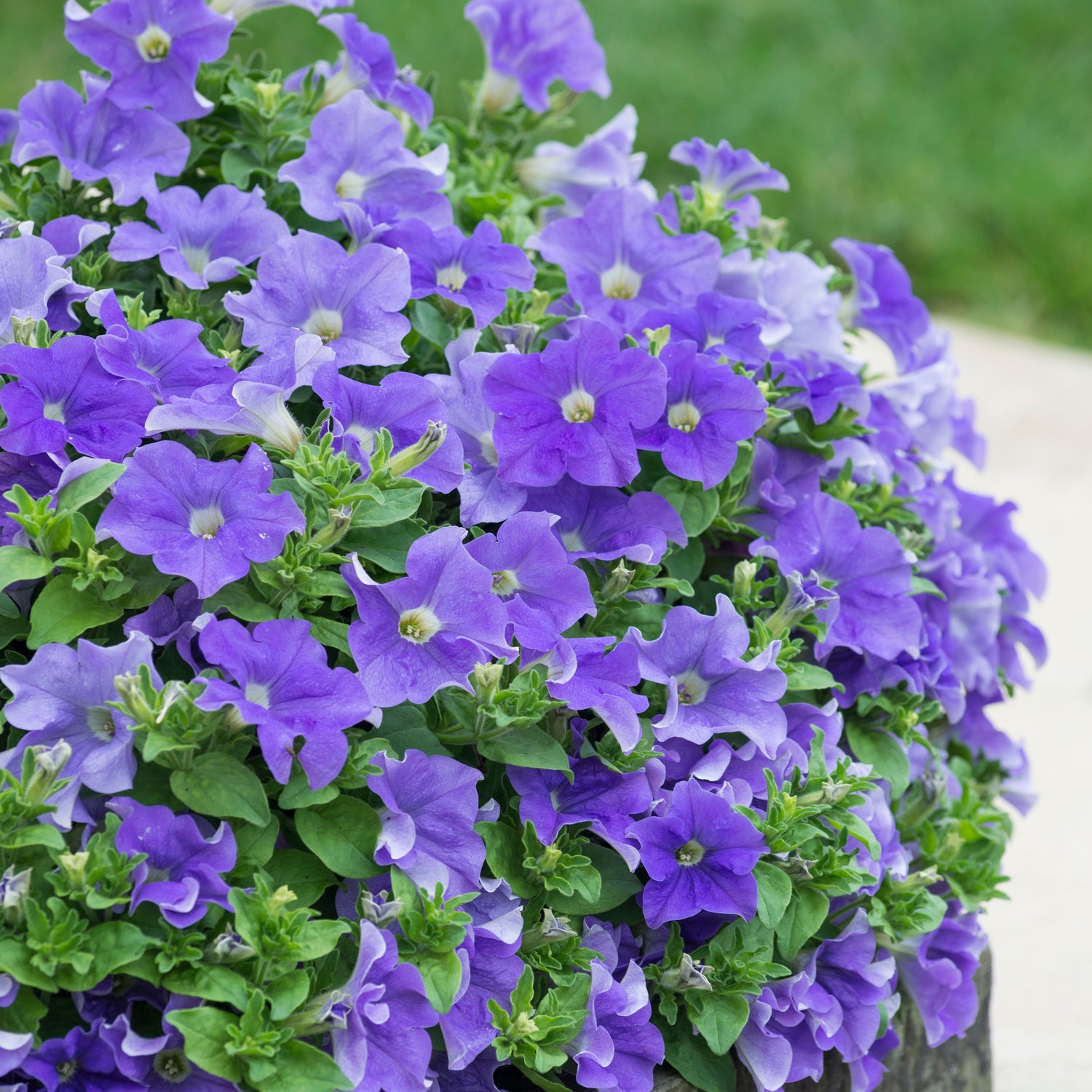 Petunia ’Fanfare Sky Blue' 4 kpl