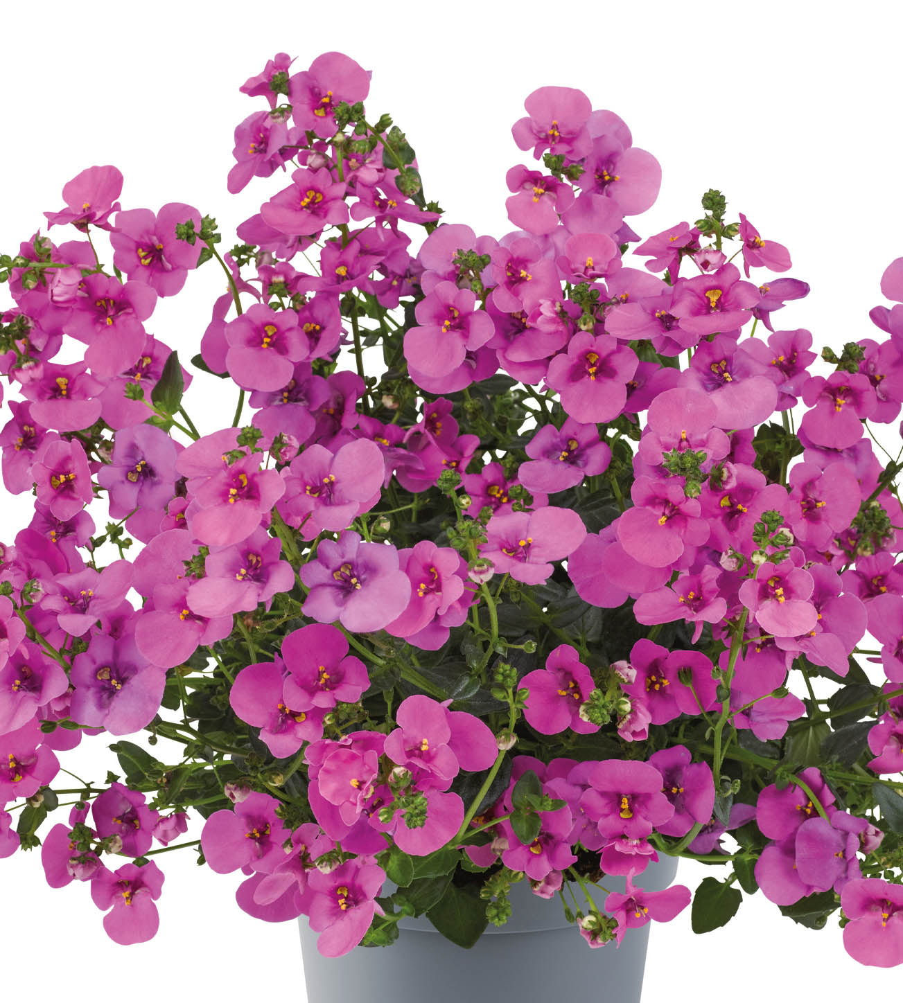 5 kpl Amppelidiana 'Piccadilly Hot Pink'