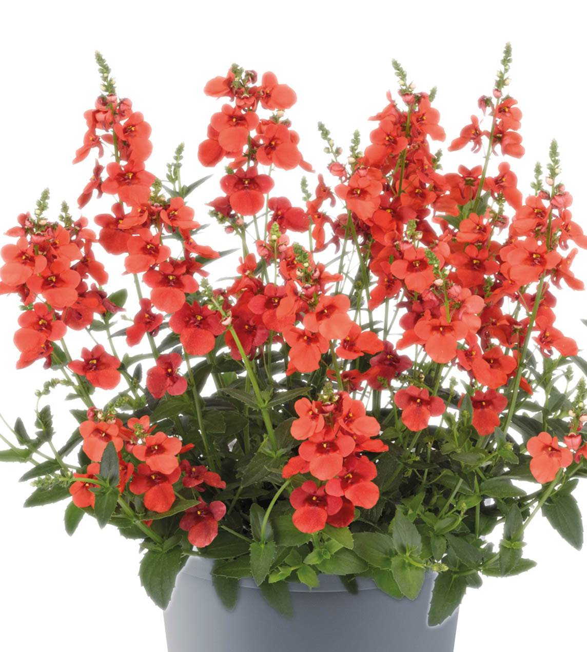 5 kpl Amppelidiana 'Trinity Sunset'