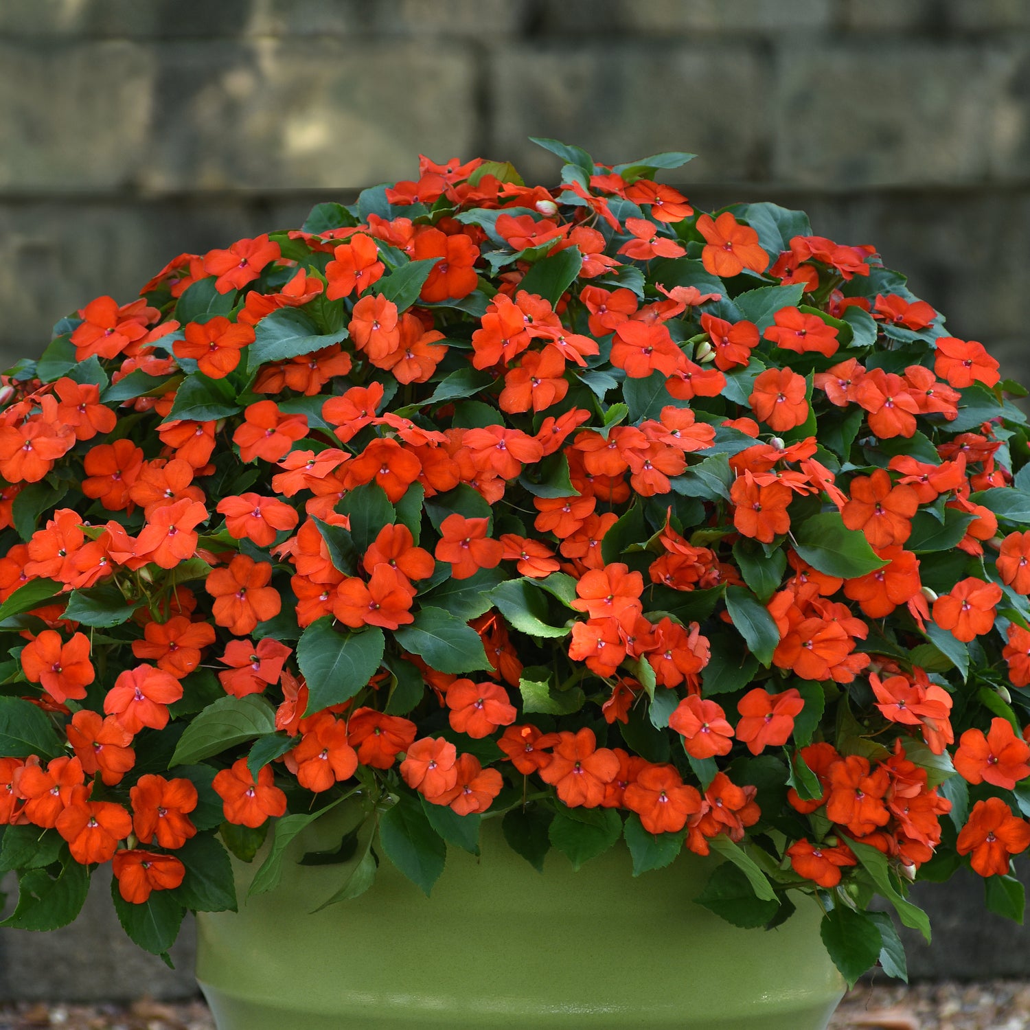 12 kpl Ahkeraliisa 'Orange'