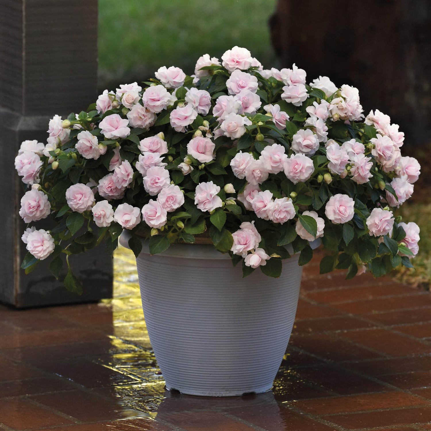 Ahkeraliisa ’Appleblossom’ 4 kpl