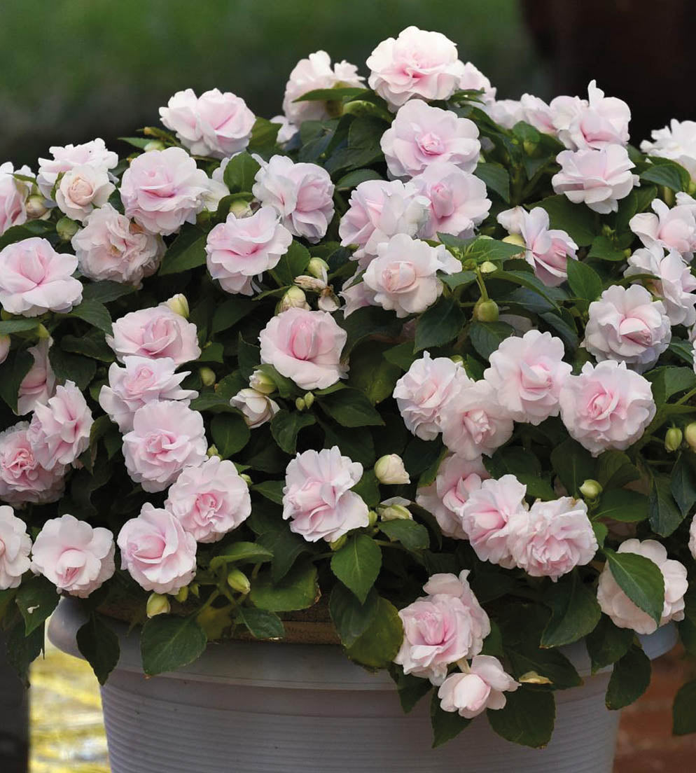 Ahkeraliisa ’Appleblossom’ 4 kpl
