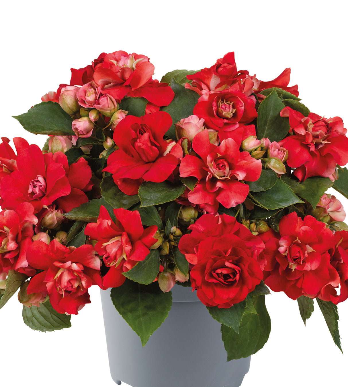4 kpl Ahkeraliisa ’Bright Red'