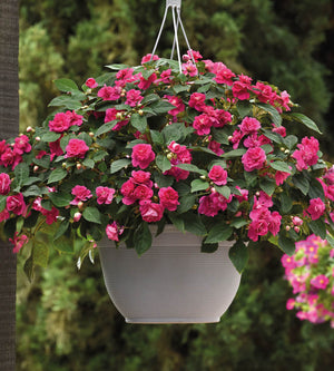 Ahkeraliisa ’Hot Pink’ 4 kpl