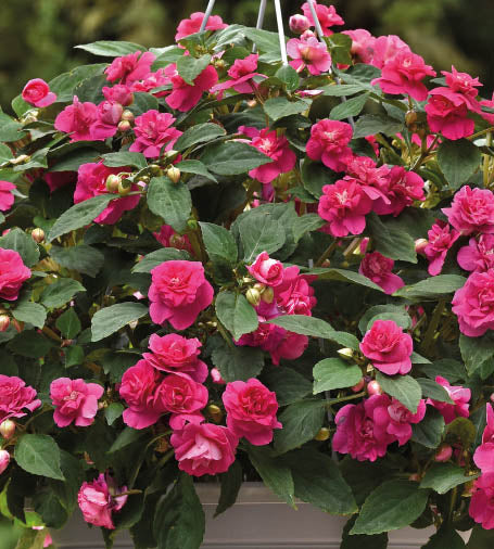 Ahkeraliisa ’Hot Pink’ 4 kpl
