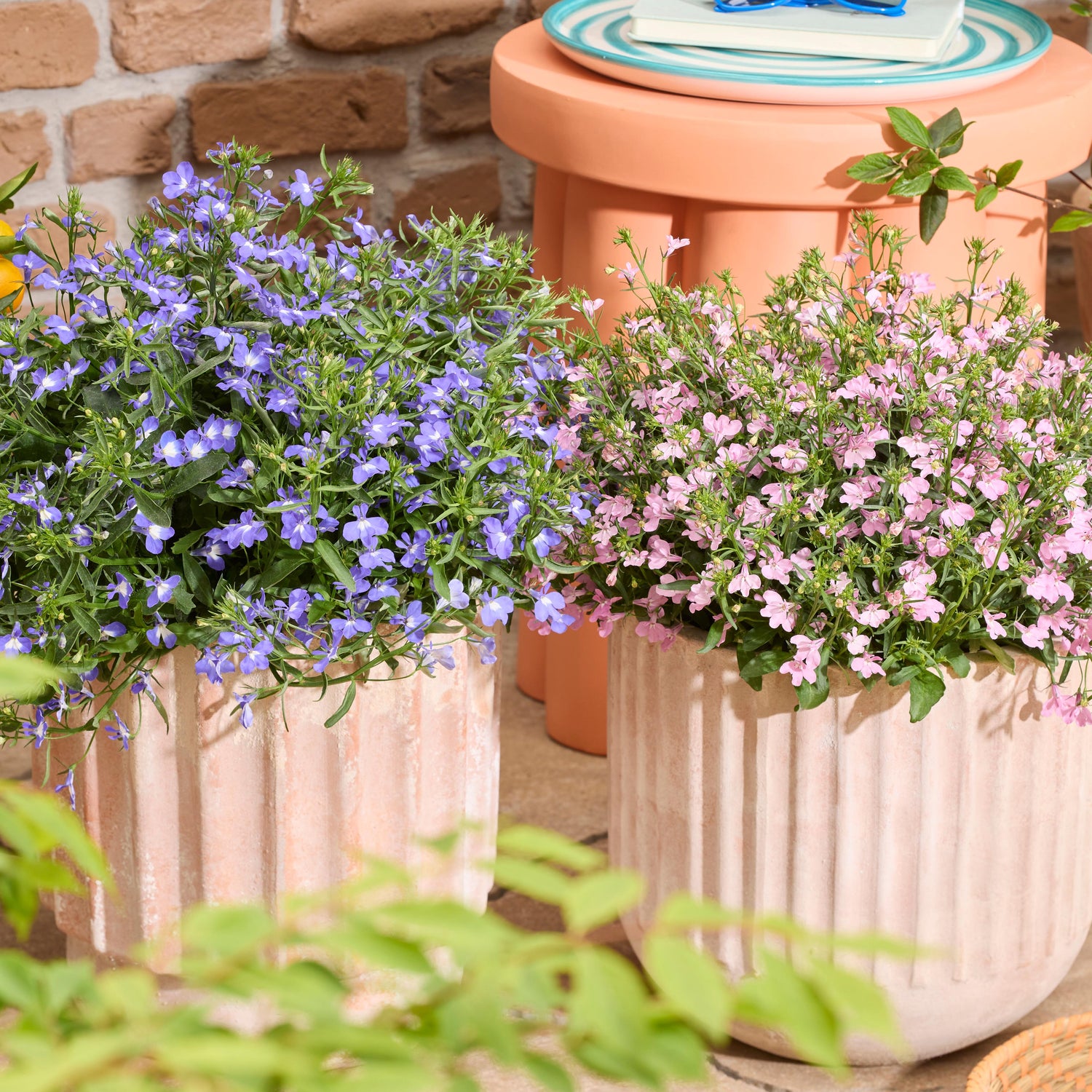 Lobelia lajitelma 10 kpl (5+5)