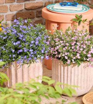 Lobelia lajitelma 10 kpl (5+5)