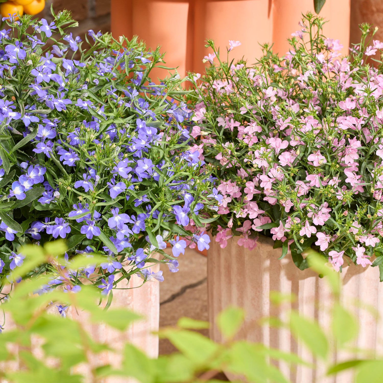 Lobelia lajitelma 10 kpl (5+5)