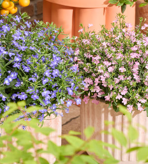 Lobelia lajitelma 10 kpl (5+5)