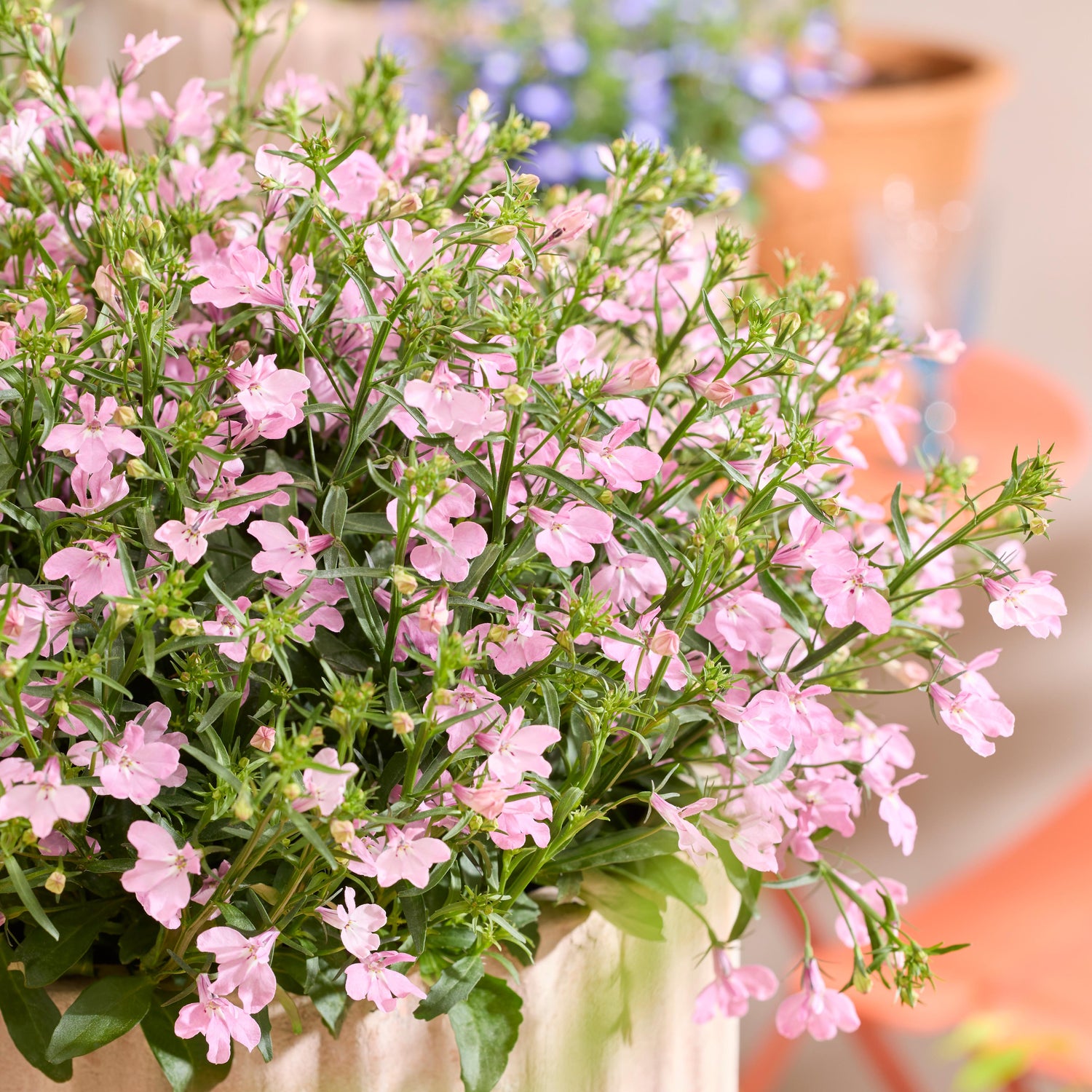 Lobelia ’Heatopia Pink' 5 kpl