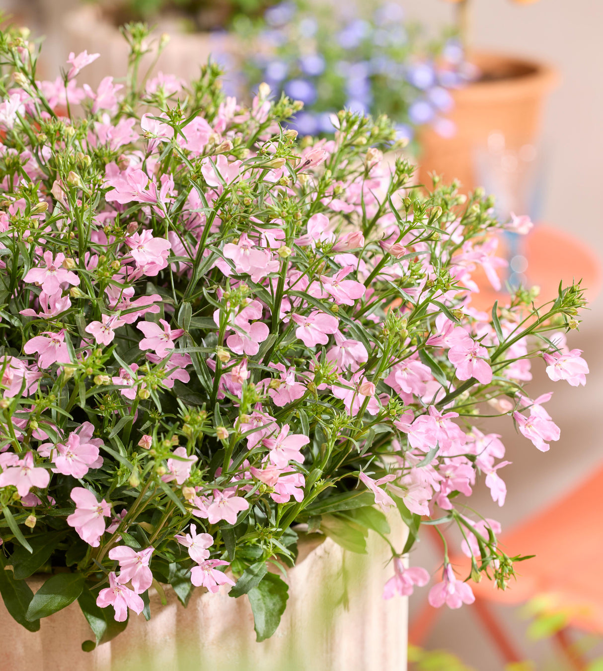Lobelia ’Heatopia Pink' 5 kpl