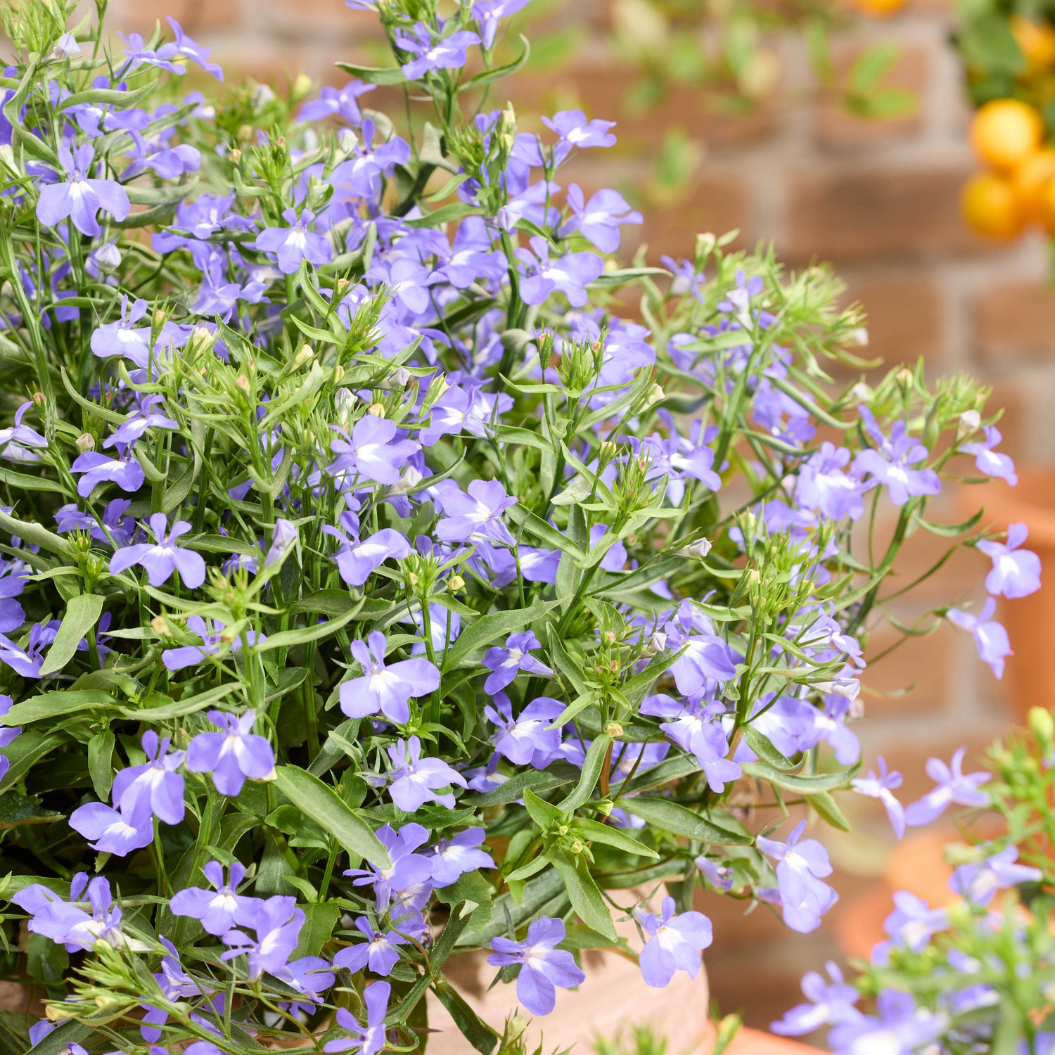 Lobelia ’Heatopia Sky Blue' 5 kpl