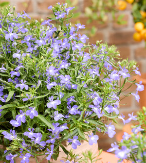 Lobelia ’Heatopia Sky Blue' 5 kpl