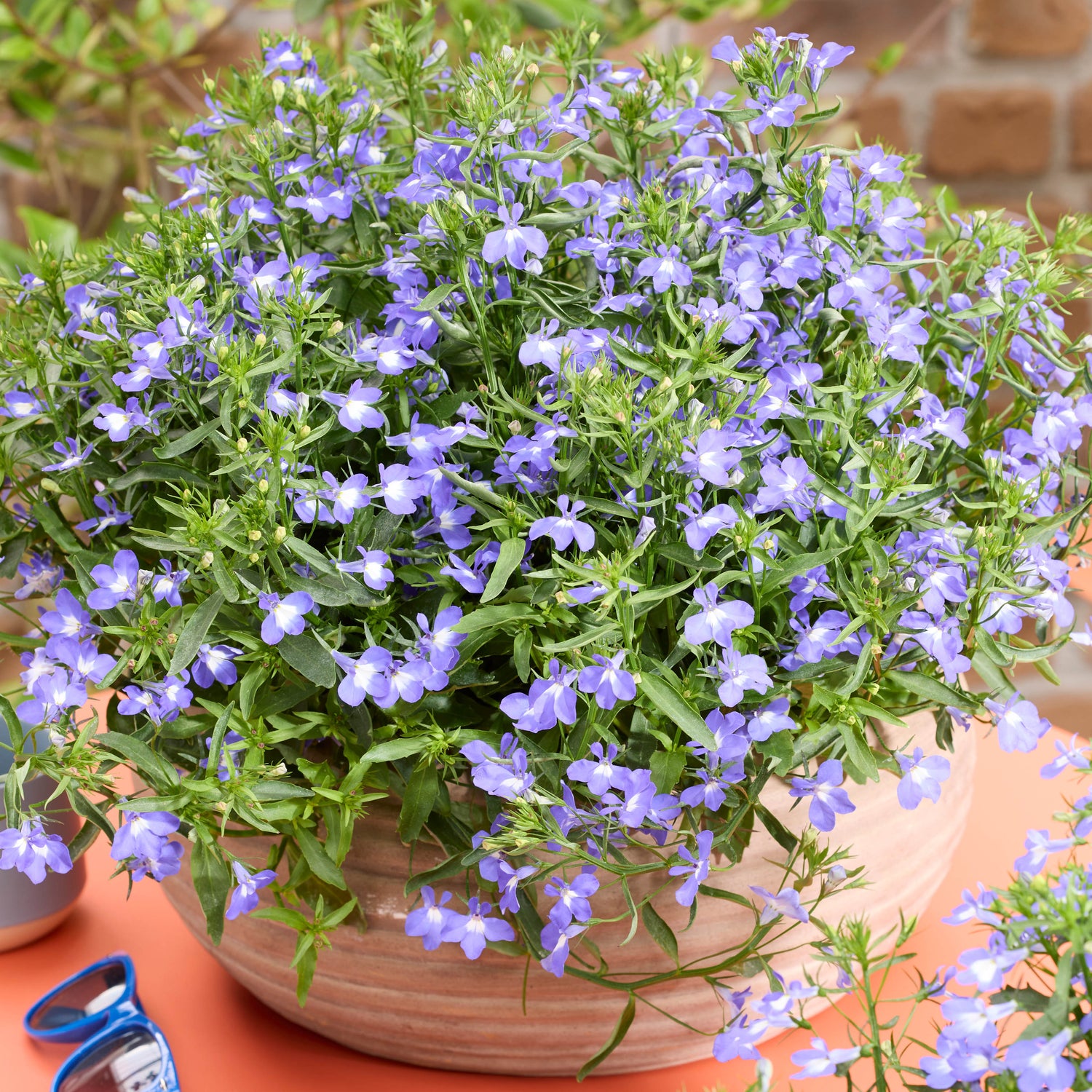 Lobelia ’Heatopia Sky Blue' 5 kpl