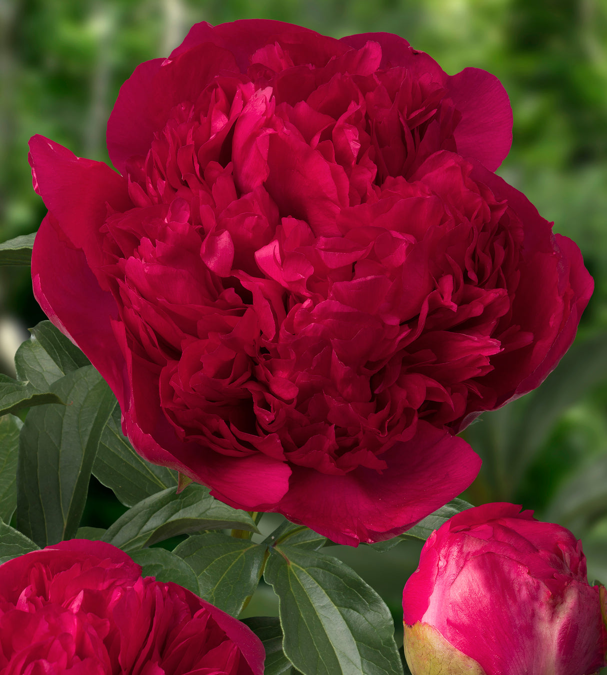 1 kpl Kiinanpioni ’Command Performance’