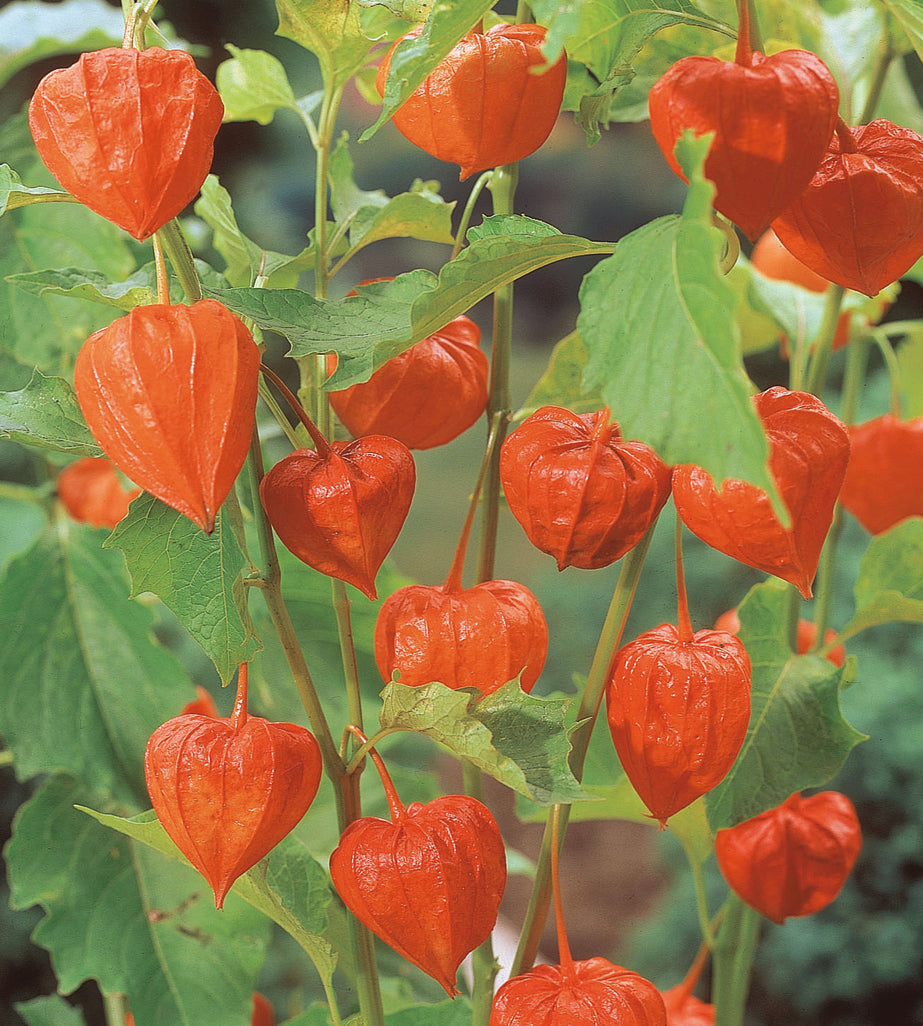 3 kpl Lyhtykoiso 'Francheti'