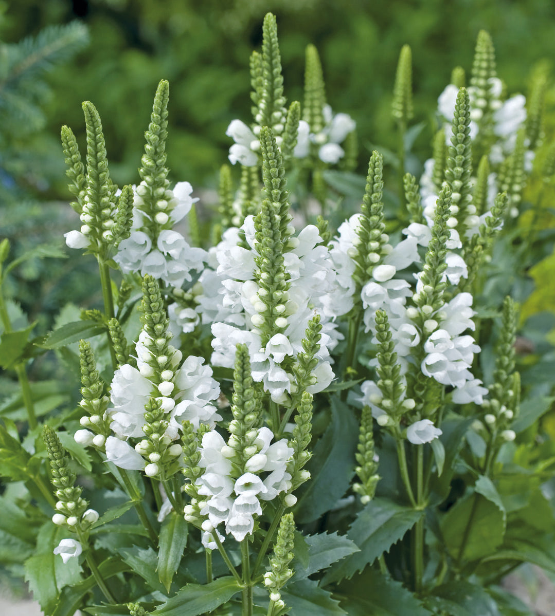 3 kpl Kellopeippi 'Crystal Peak White'