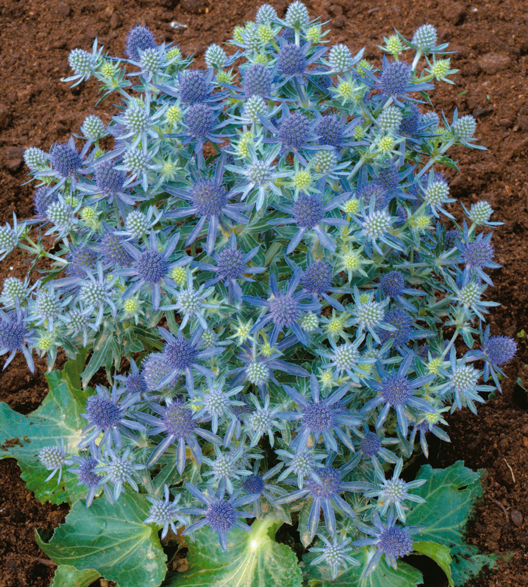 Sinipiikkiputki 'Hobbit Blue' 3 kpl