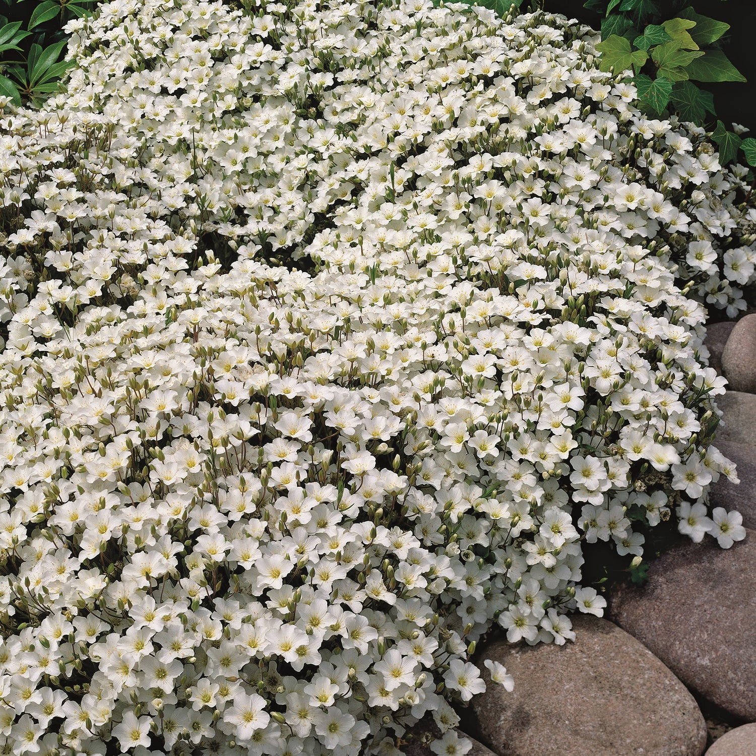 3 kpl Vuoriarho 'Ronda'