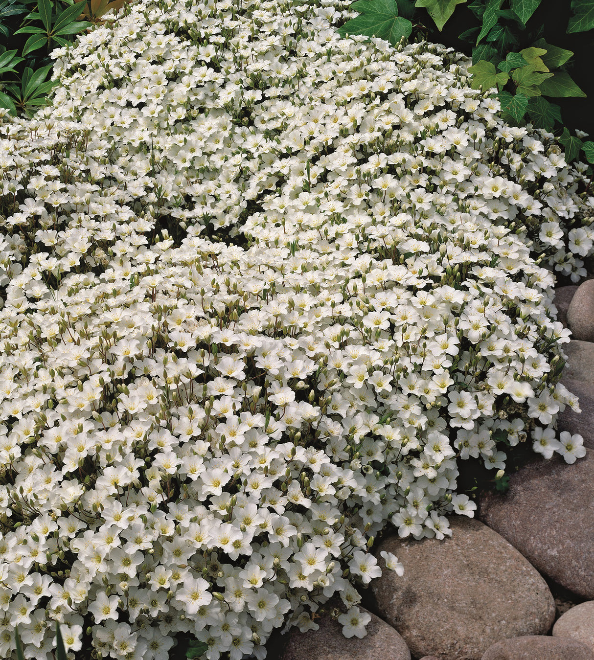 3 kpl Vuoriarho 'Ronda'