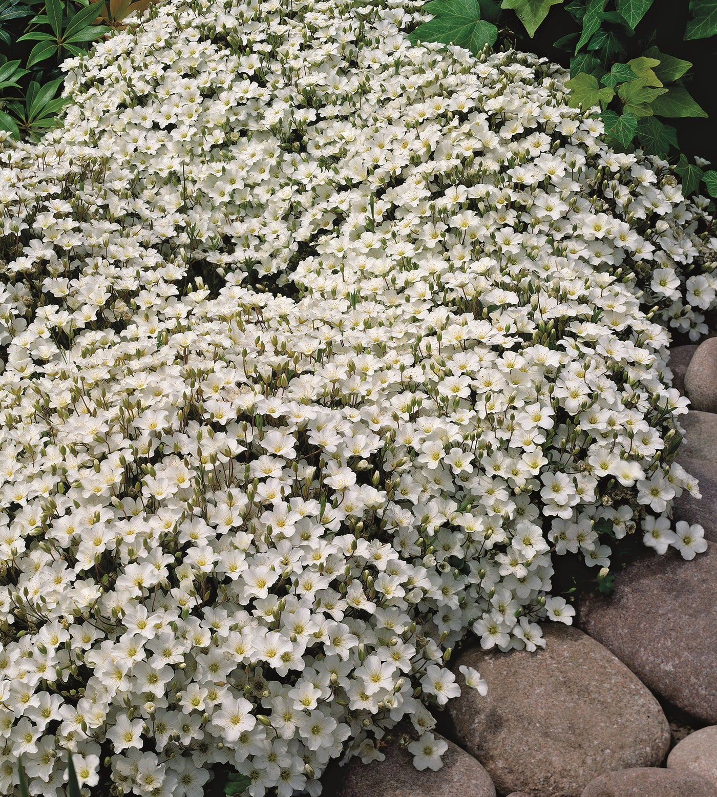 3 kpl Vuoriarho 'Ronda'